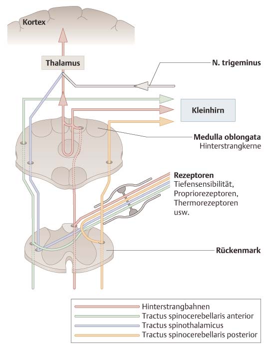Kleinhirnbrückenwinkel, Zerebellum und Großhirn 1 Abb.1.5 Afferenzen des Rückenmarks (Quelle: Stoll et al. 2004) [189].