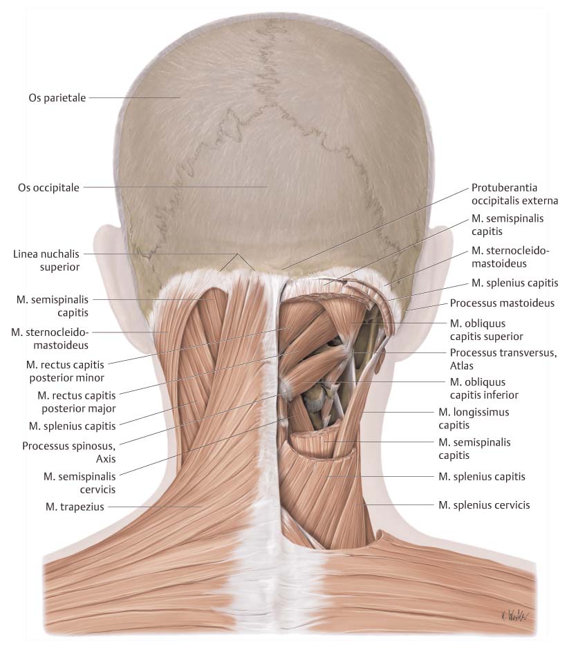 Halswirbelsäule, kraniozervikaler Übergang und kraniomandibuläres System 1 Abb.1.7a c Verkettung der Bewegungssegmente. a Lage der kurzen Nackenmuskeln (Ansicht von dorsal; Mm.