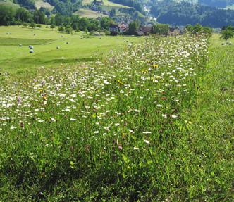 Weitere Massnahmen zur Förderung der Biodiversität im Wiesland Die Biodiversität im Wiesland kann wirksam durch eine Reihe von weiteren Massnahmen generell gefördert werden.