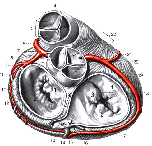 Herzskelett Pulmonalklappe Aortenklappe Trigonum fibrosum sinistrum Trigonum fibrosum dextrum Trikuspidalklappe Bikuspidalklappe Herzskelett trennt die Vorhöfe von den Kammern,