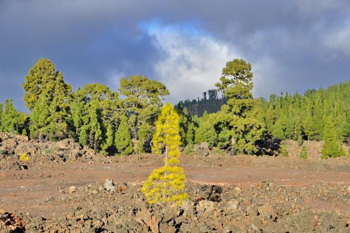 Am Parador beim Teide hatten wir ein nettes Erlebnis.