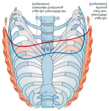 Rippenstellung und Zwerchfeldstand bei maximaler Ein- und Ausatmung.
