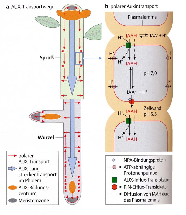 Der polare Transport von Auxin Das chemiosmotische Modell IAA gelangt in die Zelle in der undissoziierten Form (ph 5 des Apoplasten) oder neg. geladen durch aktiven Carrier-vermittelten Co- Transport.