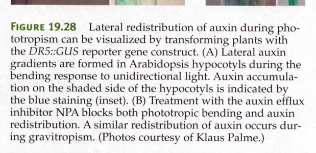 Phototropismus und Gravitropismus erfordern einen lateralen Transport von Auxin.