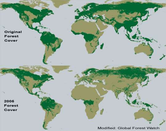 liečivá na závažné choroby. Aj rakovina by pravdepodobne mohla byť liečená rastlinnými produktmi z pralesa. Ako môžeme zabrániť odlesňovaniu?