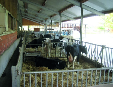 Abkalben Die Geburt: der Start ins Leben Kühe sollten möglichst einen Tag vor der Kalbung in einen Abkalbebereich verbracht werden.
