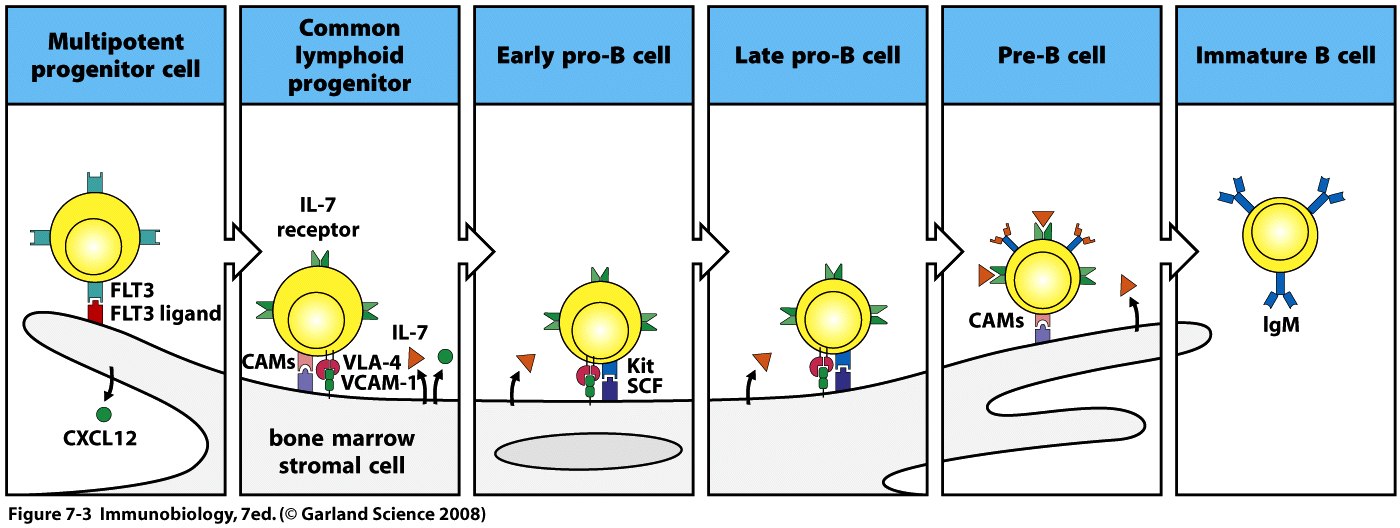 Frühe Stadien der B Zellentwicklung Signale von Stromazellen 7.