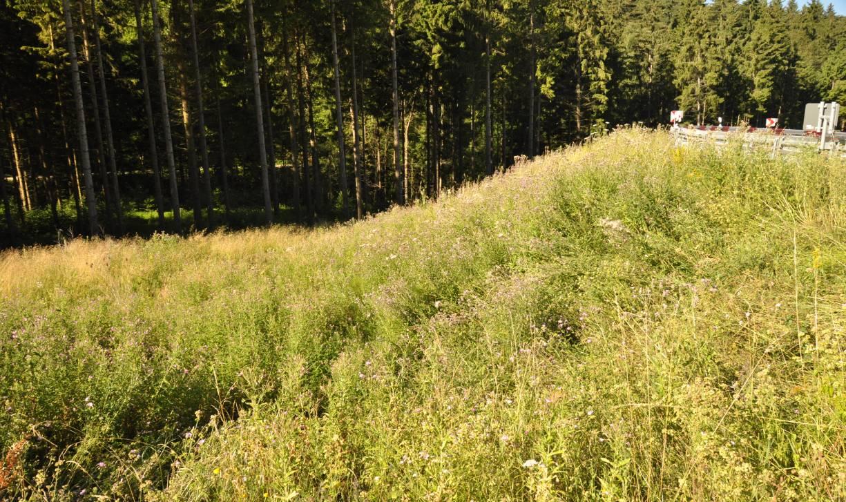 Beispiel Thanheimer Steige Am Beispiel der L 360, Thanheimer Steige (Naturraum Hohe Alb ), kann gezeigt werden, wie bei geringem Oberbodenauftrag die Neuentwicklung magerer artenreicher Grünflächen