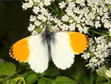 (Dauerbeweidung) Krautige Böschungen an Grabenrändern und im Wald sind Sommerquartiere für Amphibienarten.