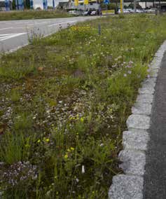 Krautsaum von Wald, Gehölz und Hecke Ruderalstandorte Kies,