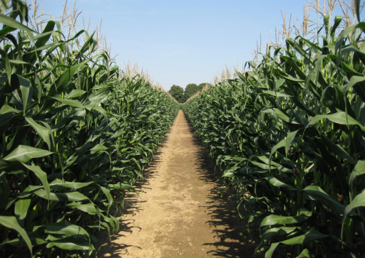 Alternativen zum Mais werden sich dann etablieren, wenn : vergleichbare oder sogar höhere Gaserträge bei vergleichbaren Kosten wie im Maisanbau realisiert werden können die Sicherheit der