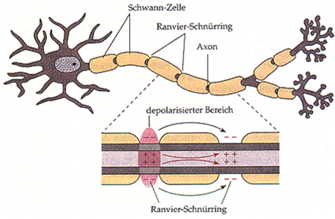 Saltatorische Fortleitung in myelinierten Axonen Hyperpolarisation und Weiterleitung des Aktionspotentials Leitungsgeschwindigkeit Axon