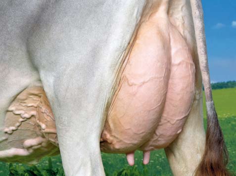 Fleischleistung weiter verbessern Das Original Braunvieh wird als Zweinutzungsrasse auf Milch und Fleisch gezüchtet.