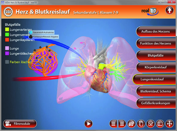 Lungenkreislauf Das Modell im Arbeitsbereich "Lungenkreislauf" zeigt Herz und Lungen sowie ein Lungenbläschen in Nahaufnahme.