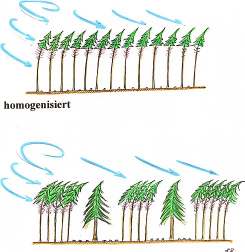Wie reagiert Krone, Schaft und Wurzelballen bei vergleichsweise ähnlicher Sturmstärke an Bäumen mit unterschiedlicher Kronengröße? Das Bild spricht für sich.