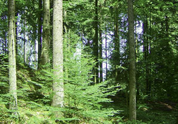 Merkblatt für die nachhaltige Waldbewirtschaftung in der REGION 6 Östliche Zwischenalpen