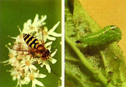 Schwebfliege auf Blüte Larve auf Blattlausjagd Schwebfliegen (Syrphidae) Nutzen/Beute: Die Schwebfliegenlarven saugen pro Tag annähernd 100 Blattläuse aus.
