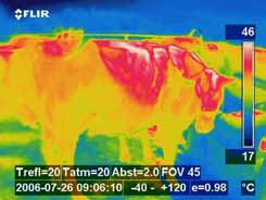 Hitzestress im Rinderstall Temperaturen Anforderungen von Milchkühen Kühe wenig hitzeresistent!