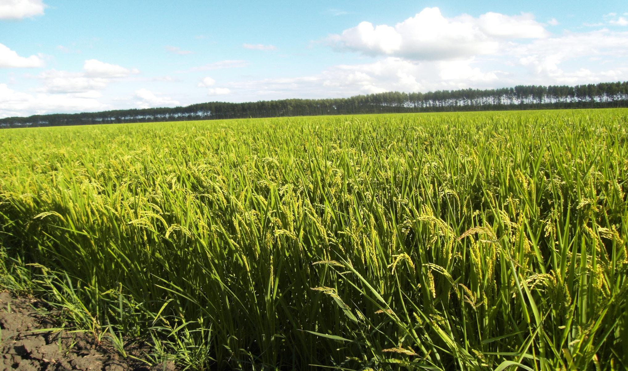 Inhalt 1. Anbauflächen- & Ertragsentwicklung Mais vs. Weizen 2.