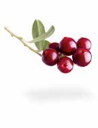 Cranberry- Schokostollen Die fein abgestimmte Auswahl fruchtig herber Cranberries und Schokodrops aus dunkler Zartbitter verleihen diesem Stollen sein besonderes Aroma.