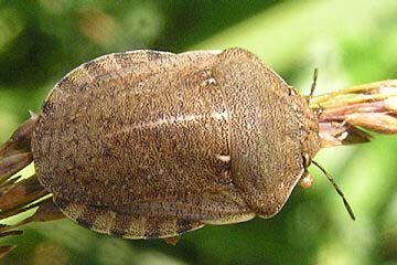 Getreidewanzen Eurygaster maura Aelia acuminata Taxonomie: Ordnung: Heteroptera,