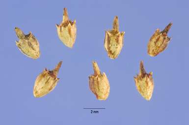 Pflanzenbeschreibung: Die Beifußblättrige Ambrosie ist ein bis etwa 1 m, selten 2 m hohes, reich verzweigtes Kraut mit doppelt fiederteiligen Blättern und abstehend behaarten, oft rötlichen Stängeln.