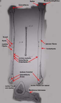 2.3.2.2 Unterschenkel er besteht aus Schienbein (tibia) (innen) und Wadenbein (fibula) (außen). Der kräftigere der beiden Knochen ist das Schienbein.