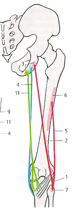 2. hintere Gruppe ischiocrurale Muskulatur Funktion: Beugung im Knie und Streckung in der Hüfte Muskel Ursprung Ansatz Funktion 2-köpfiger Schenkelmu skel (M.