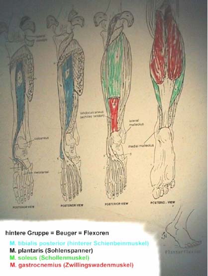 3.2.4 Zusammenfassung Muskelfunktionen in der unteren Extremität Hüftgelenk: Beuger: M.iliopsoas (M.psoas major & M. iliacus) M. tensor fasciae latae M. rectus femoris M. satorius M. pectineus M.