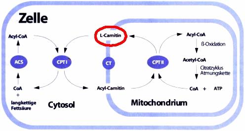Carnitin