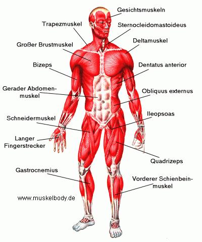 Muskeln und deren Aktivität Der Mensch hat über 650 Muskeln, 50 davon allein im Gesicht Mit der Hand an die Nase fassen Arm beugen: Bizeps anspannen http://www.