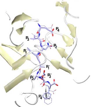 Spezifitätsstellen bei Endopeptidasen nach Schechter & Berger, 1967 Hydrolyse Substrat H 2 N P 4 P 3 P