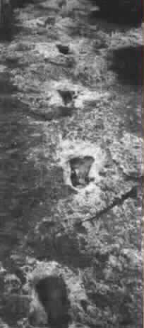 Versteinerte Spuren: Der ursprünglich, in der Mitte der siebziger Jahre, entdeckte Teil des Taylor Trails (Foto: Taylor) Doch es geht noch weiter: Die versteinerten Spuren von Sauriern und Menschen