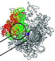 Ripostatin und RNA Polymerase: Das Scharnier wird blockiert Geschlossen Offen Rip Rif + DNA Geschlossen