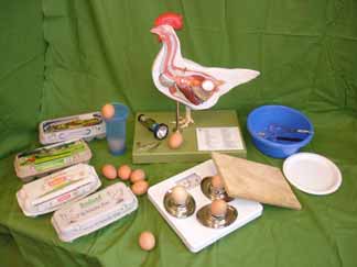 Fachinformation Ei Das Huhn Literatur Hühner-Eier-Aktionskiste Unterrichtseinheiten Eierversuche Hühnerhaltungsformen