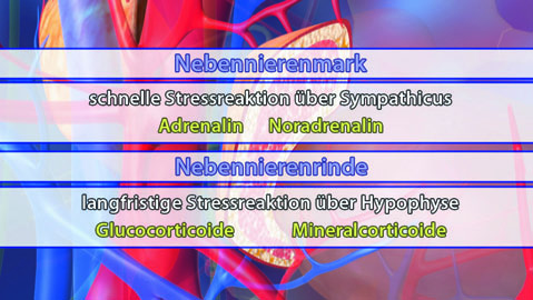 Dann folgt die Darstellung der Stressreaktion über die Schnittstelle Hypothalamus-Hypophyse: Das Releasinghormon CRH setzt in der Hypophyse das ACTH frei, das dann in der Nebennierenrinde die