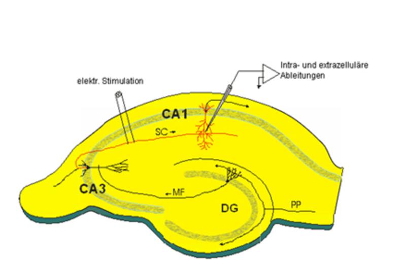 Schem atische Zeichnung des Hippocam pus m it den wichtigsten synaptischen Verbindungen (SC: Schaffer- Kollateralen, MF: Mossfassern).