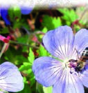 Stauden als Bienenfutterpflanzen Unter den gartenwürdigen Stauden gibt Viele Imker begleitet, wenn sie im Frühjahr in ihre Bienenstöcke sehen, die Sorge: Wie viele Tiere haben in diesem Jahr überlebt?