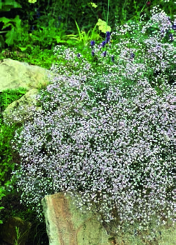 Gypsophila (Schleierkraut) Caryophyllaceae - cerastioides, Himalaja-Schleierkraut, weiß, großblütig, dichte Polster, 10 cm, Mai-Juli [SF,1-2,so Z5 +].
