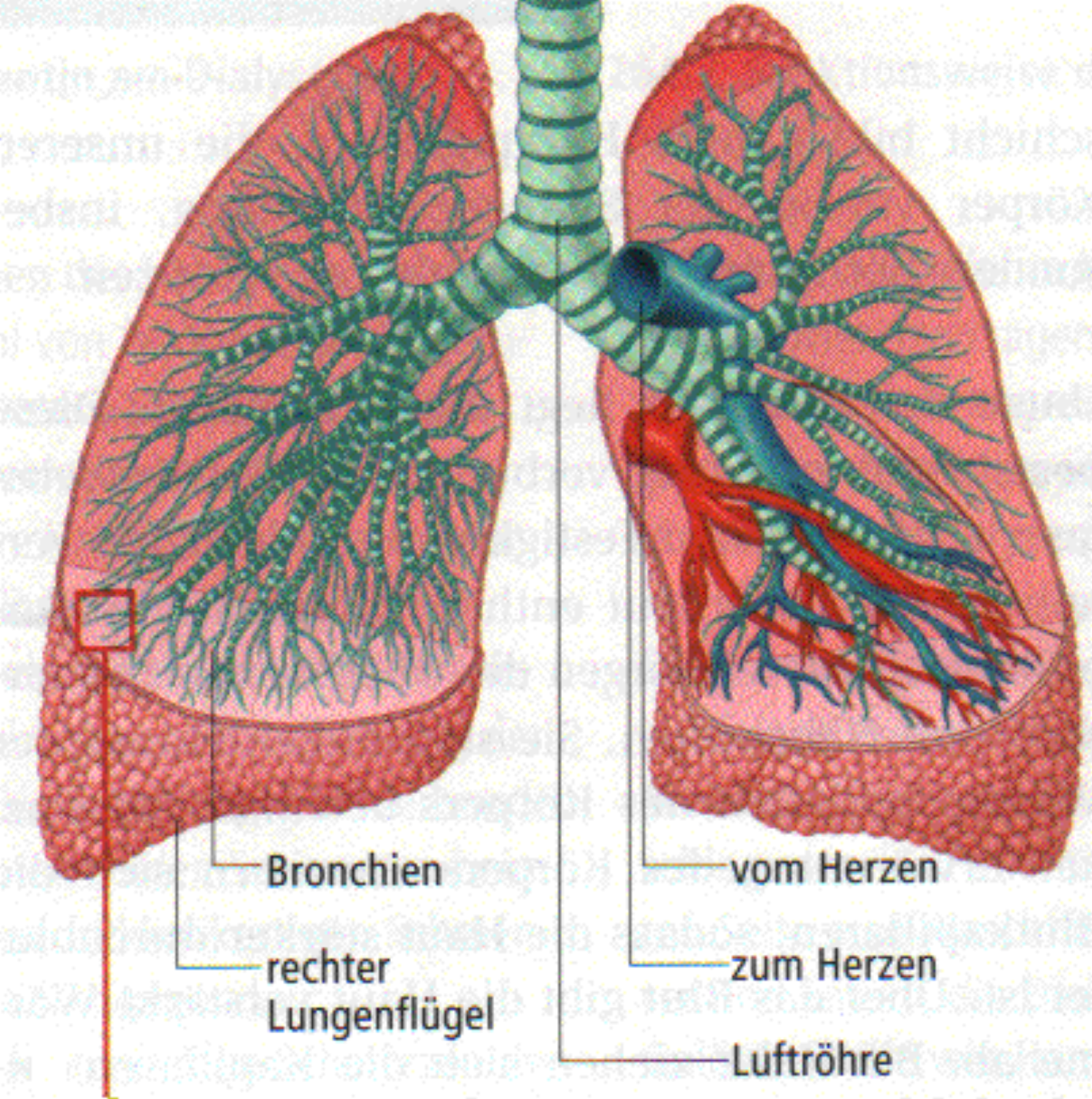 Aufbau der Lunge Luft durch Mund oder Nase in Luftröhre. Einatemluft wird gereinigt, angewärmt und angefeuchtet.