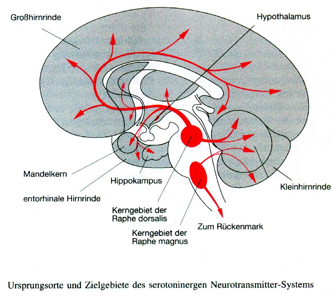 Zentrales Serotoninsystem (zu