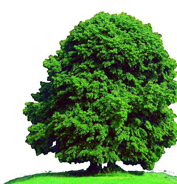 Heizen mit Holz - die Vorteile sprechen für sich 1 Holz ist als Brennstoff in der Umweltbilanz CO2-neutral und daher umweltfreundlich.