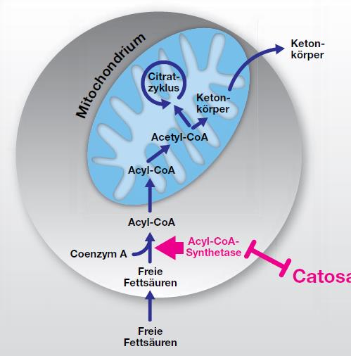 Acyl-CoA-Synthetase -Oxidation