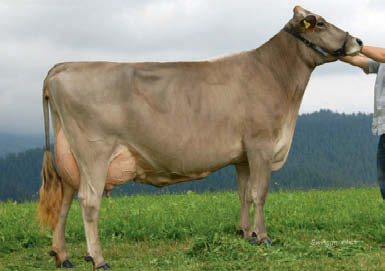 21 BROWN SWISS ten, letzterer mit Töchtern aus dem Zweiteinsatz in Deutschland. Stark gestiegen ist POLYKARP, er hat sich in der Milch um + 124kg auf +873kg gesteigert.