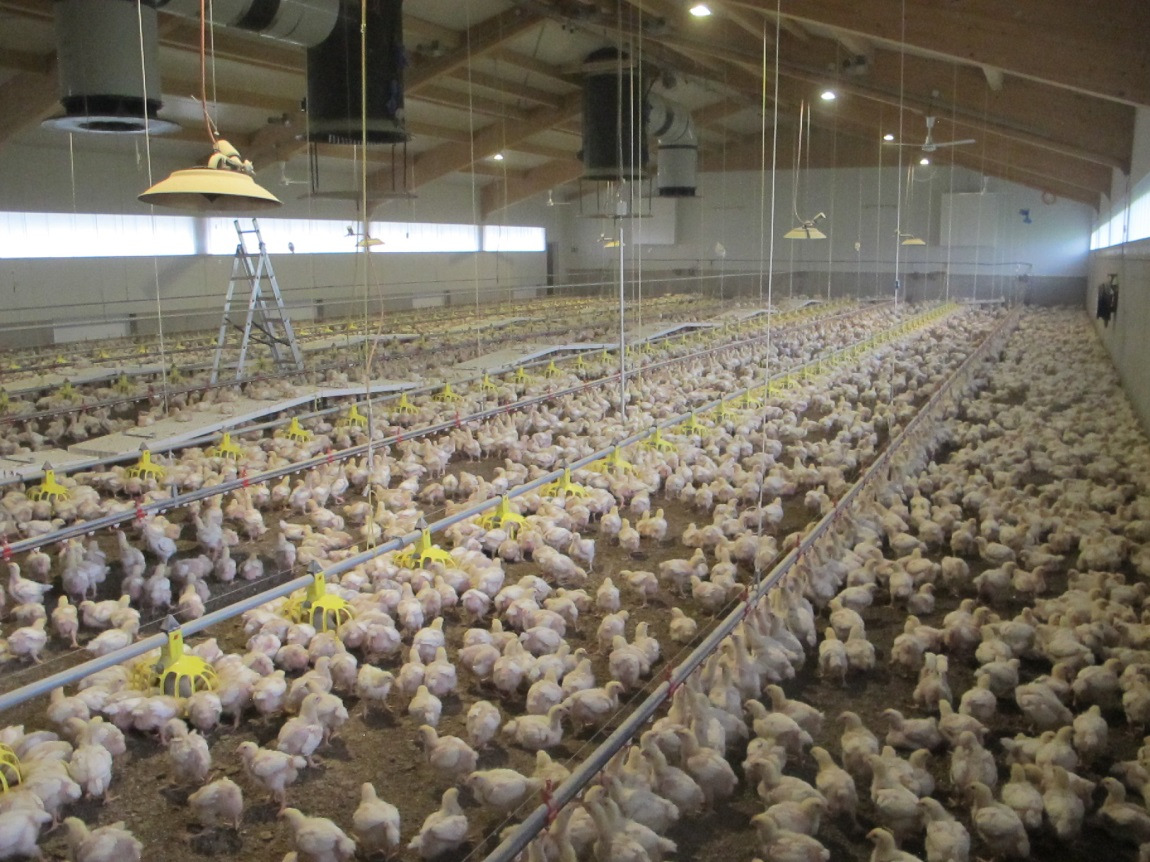 Ablauf Geflügelfleischproduktion Ei Küken Schlachtung 40 Tage Mast Daten zur ersten Mast im Herbst