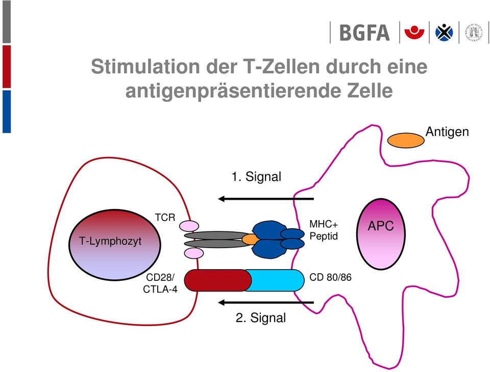 1. Signal T-Lymphozyt TCR MHC+