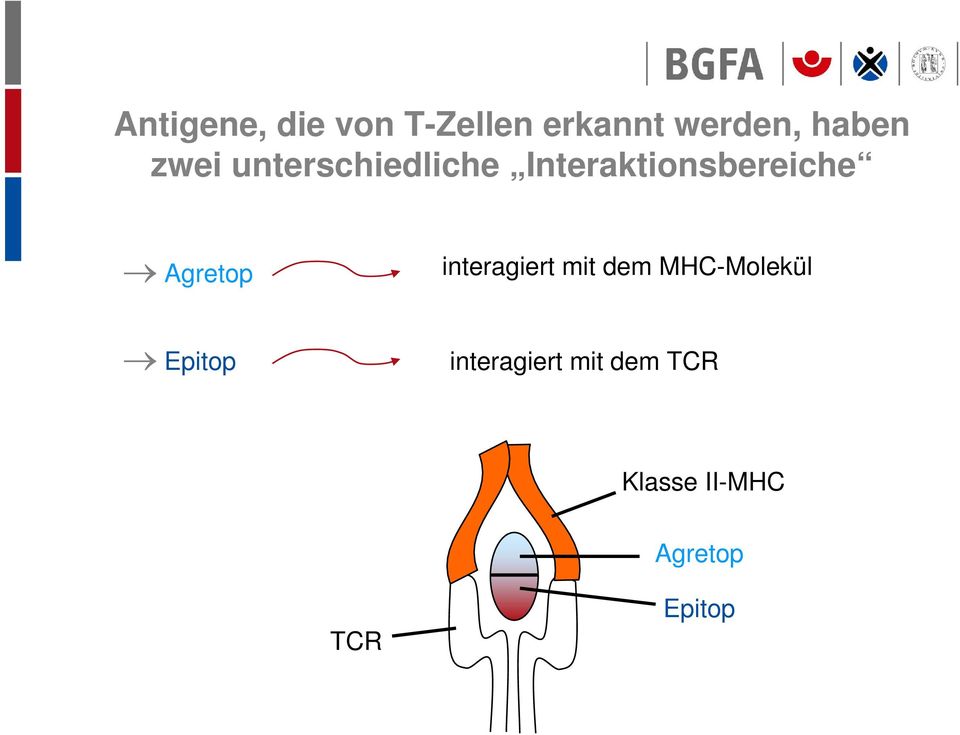 Agretop interagiert mit dem MHC-Molekül Epitop