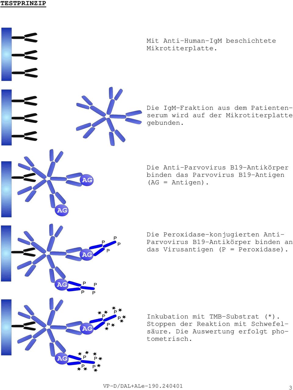 Die Anti-Parvovirus B19-Antikörper binden das Parvovirus B19-Antigen (AG = Antigen).