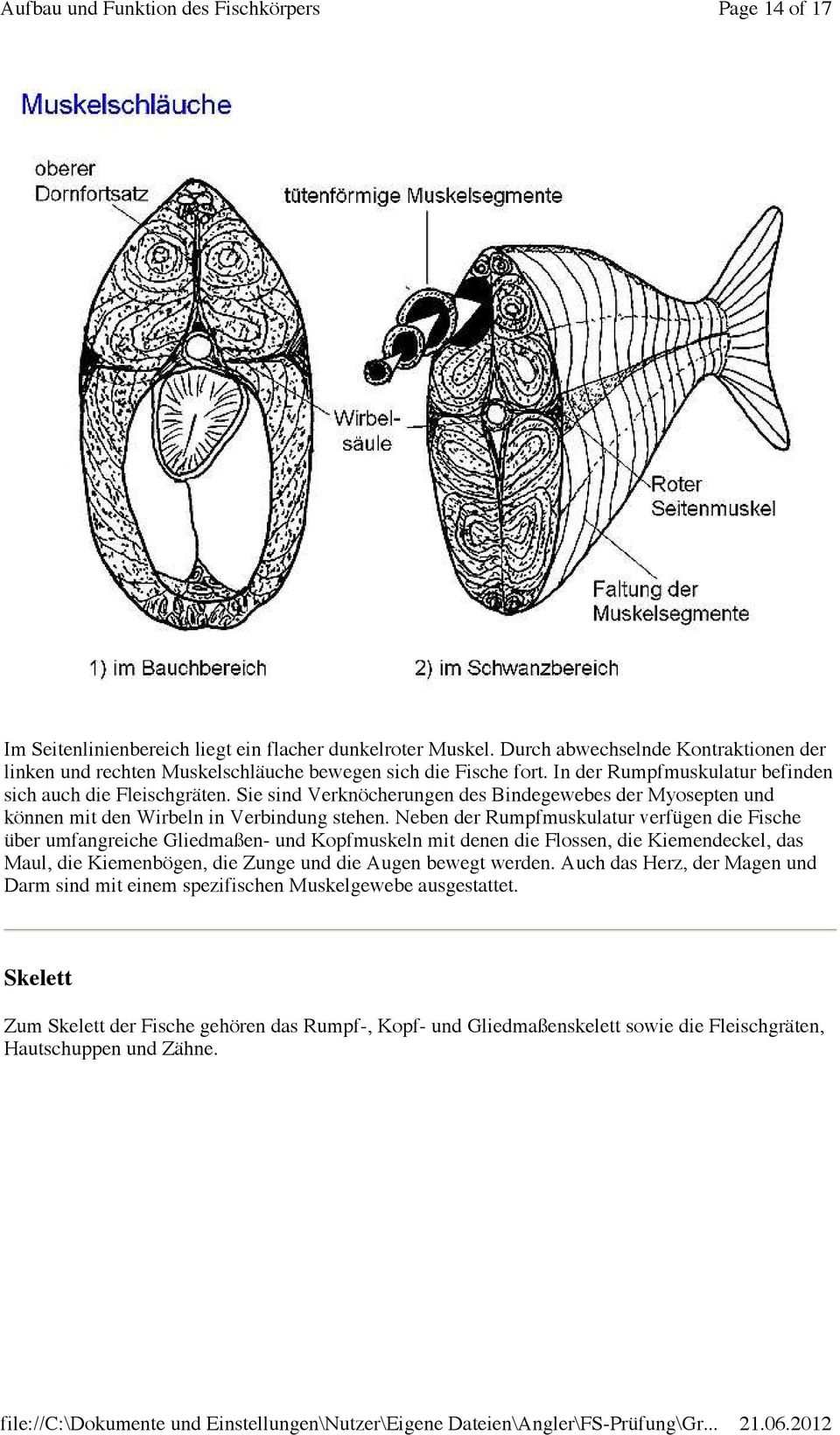 Neben der Rumpfmuskulatur verfügen die Fische über umfangreiche Gliedmaßen- und Kopfmuskeln mit denen die Flossen, die Kiemendeckel, das Maul, die Kiemenbögen, die Zunge und die Augen