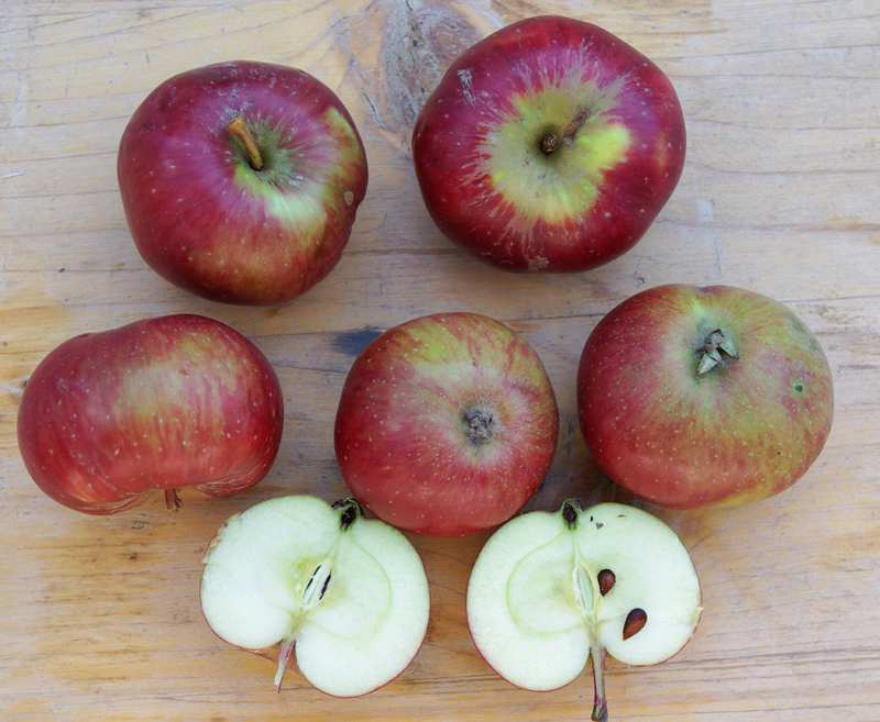 Roter von der Wiese / Apfel Sikulaer / Apfel Dieser rot gefärbte Apfel ist in Prigglitz, Auf der Wiese, und auch im Bezirk Gföhl im Waldviertel gefunden worden.
